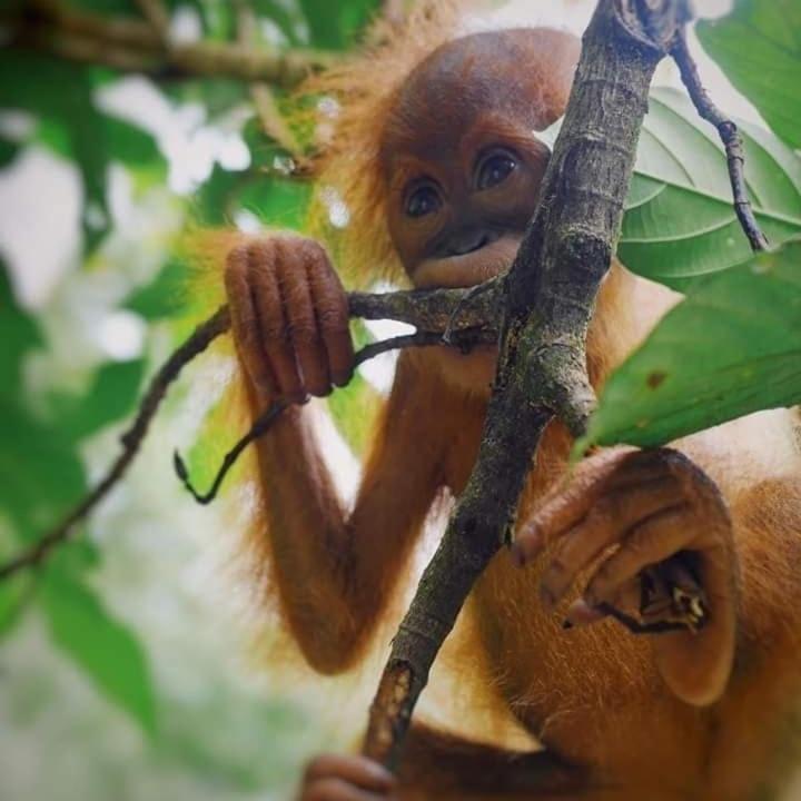 Eco Trekking Lodge, Bar & Jungle Tour'S Букит Лаванг Екстериор снимка