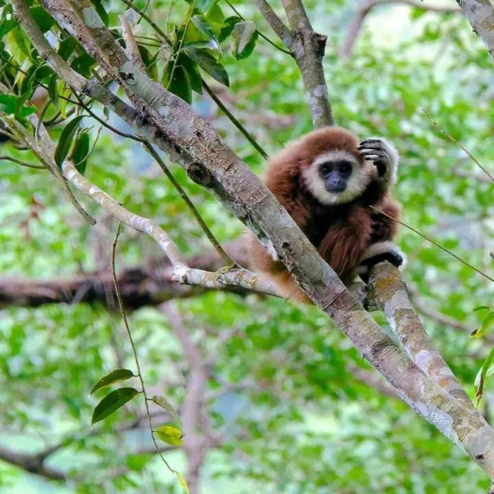 Eco Trekking Lodge, Bar & Jungle Tour'S Букит Лаванг Екстериор снимка