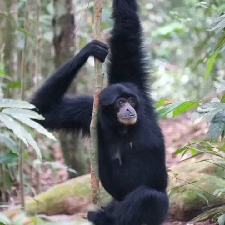 Eco Trekking Lodge, Bar & Jungle Tour'S Букит Лаванг Екстериор снимка